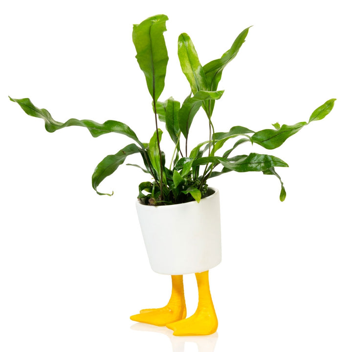 Duck Feet Planter - Large Additional 5