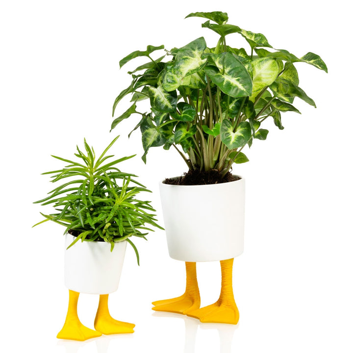 Duck Feet Planter - Large Additional 2