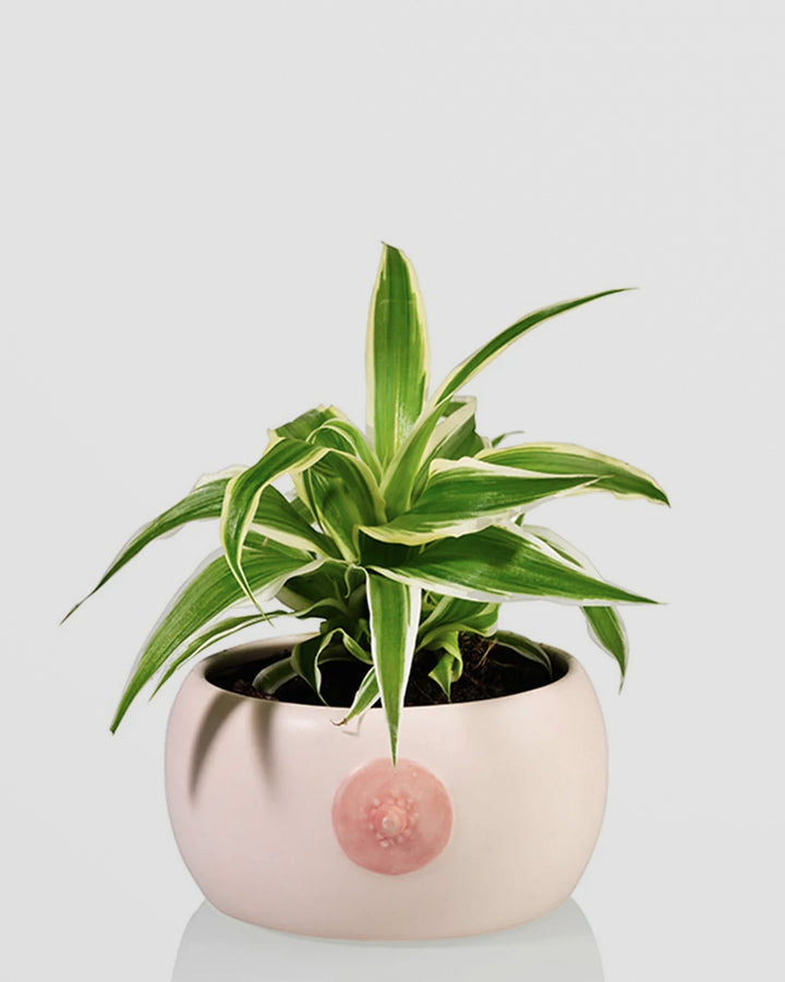 Booby Planter Additional 5