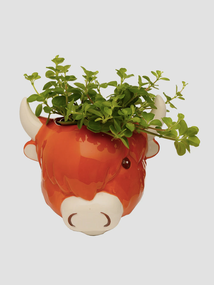 Highland Cow Planter Additional 2