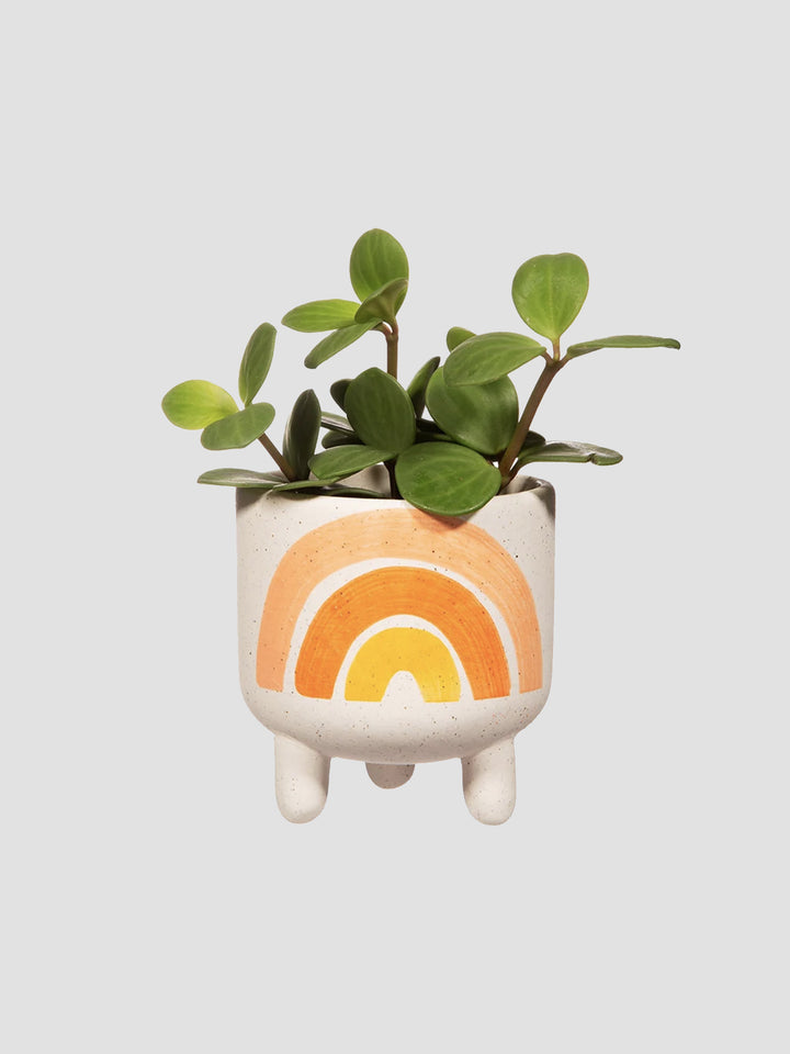 Mini Rainbow Planter on Legs [D] Additional 1