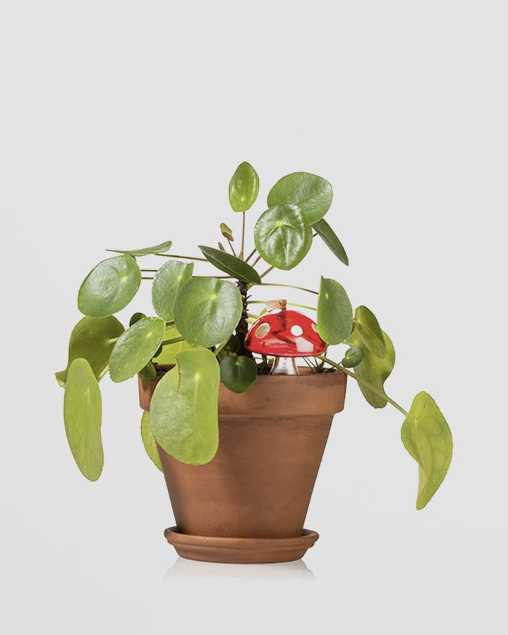 Plant Watering Mushroom Additional 1