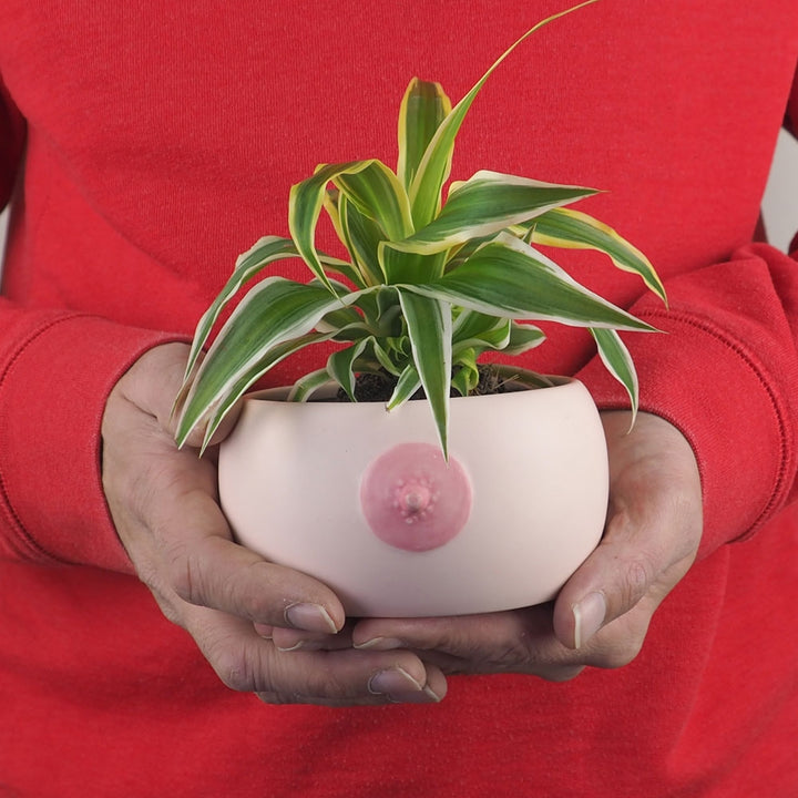 Booby Planter Additional 4