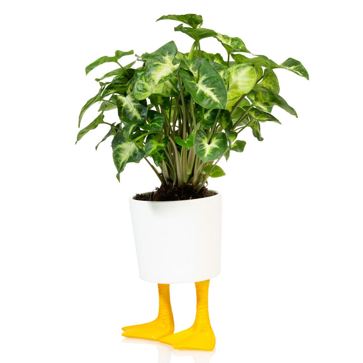 Duck Feet Planter (Large)