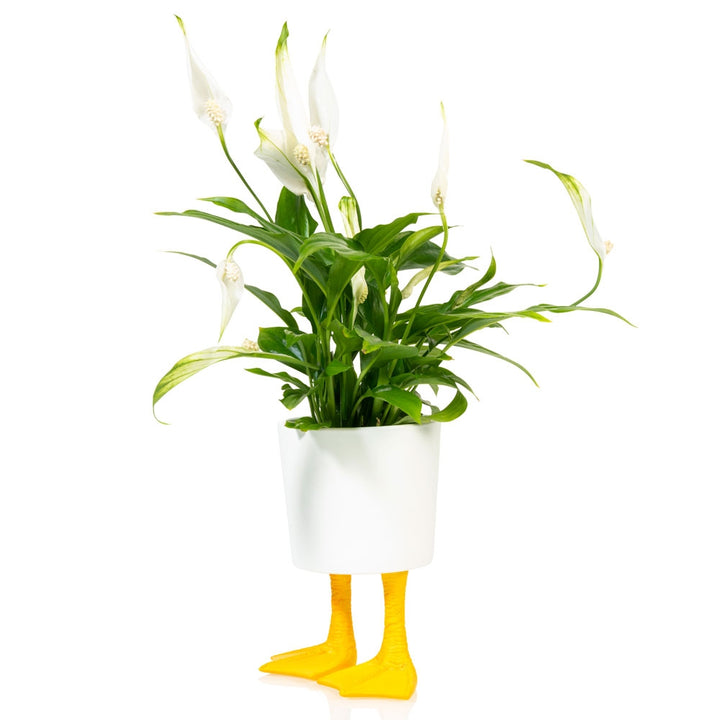 Duck Feet Planter - Small Additional 6