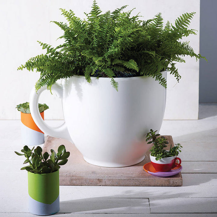 Tea Cup Planter - White