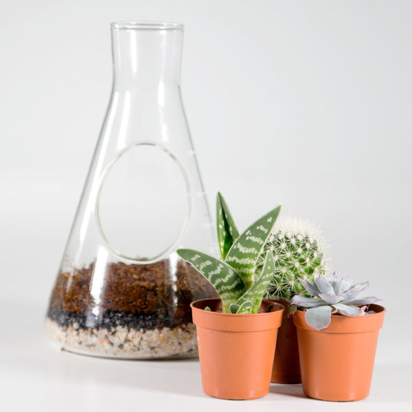 Chemist Terrarium Kit [D] Additional 4