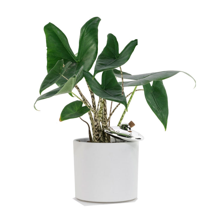 Plant Watering UFO [D] Additional 3