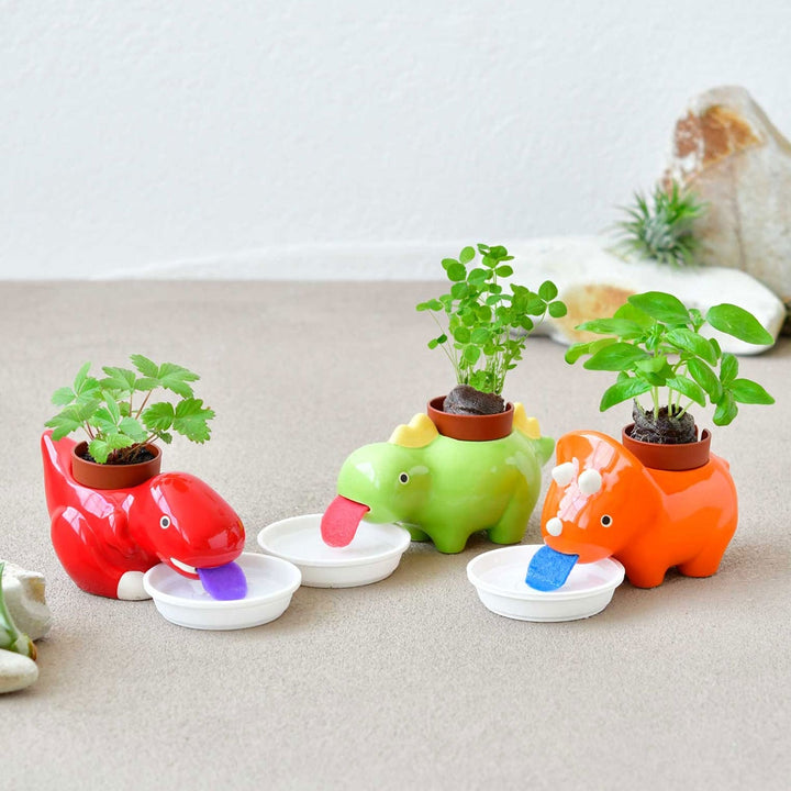 Zaurus Licking Dinosaur Plant - Sweet Basil (Orange) Additional 2